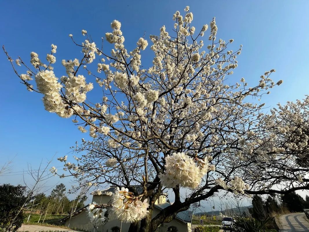 苍溪人拍苍溪｜在姚雪的镜头里欣赏梨乡次第绽放的春花
