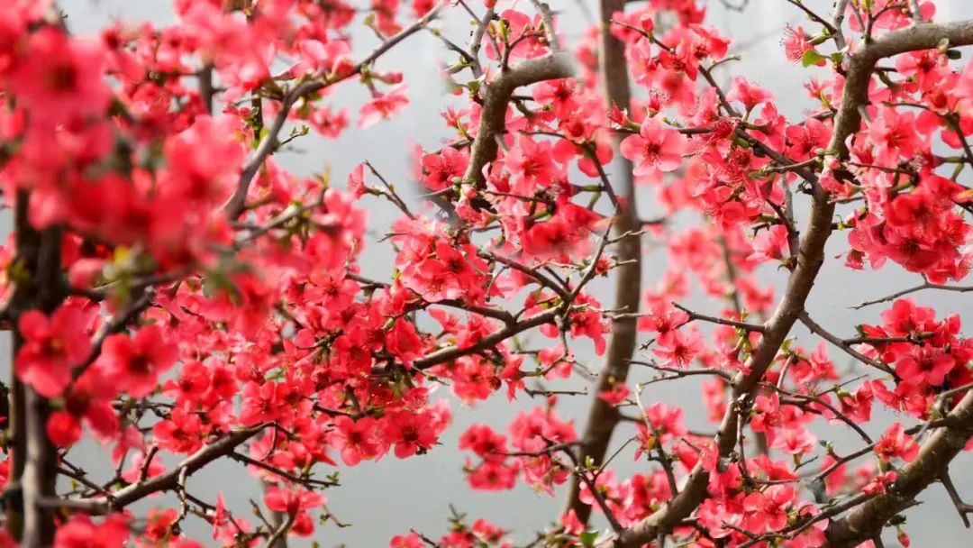 苍溪人拍苍溪｜在姚雪的镜头里欣赏梨乡次第绽放的春花