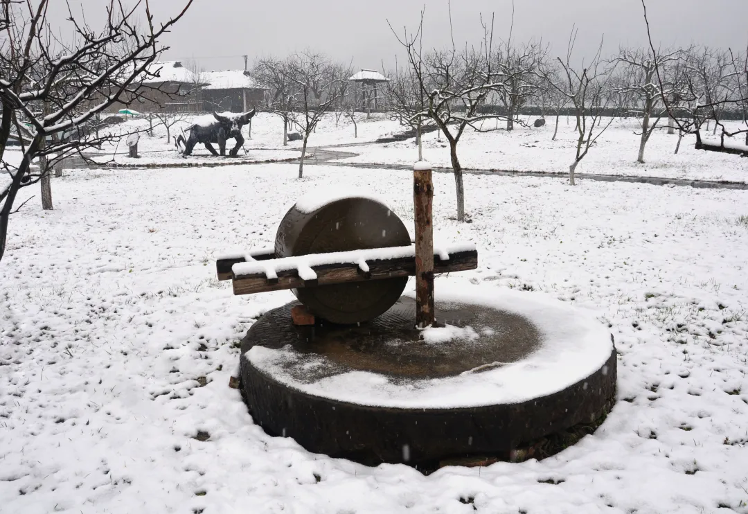 苍溪人拍苍溪｜赵洪文先生镜头下的梨乡雪