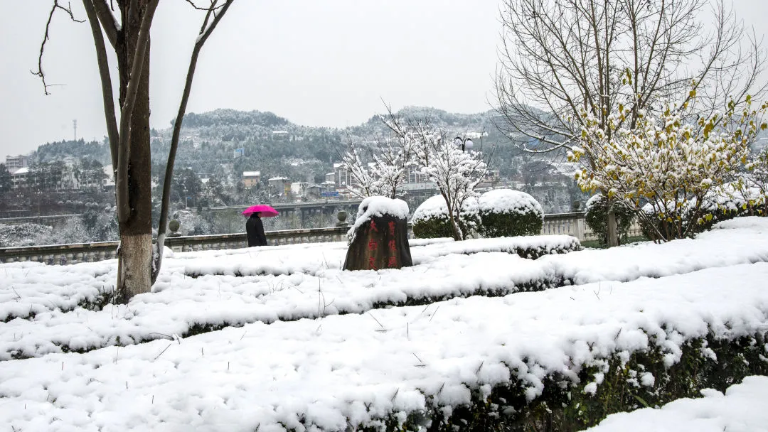 苍溪人拍苍溪｜赵洪文先生镜头下的梨乡雪