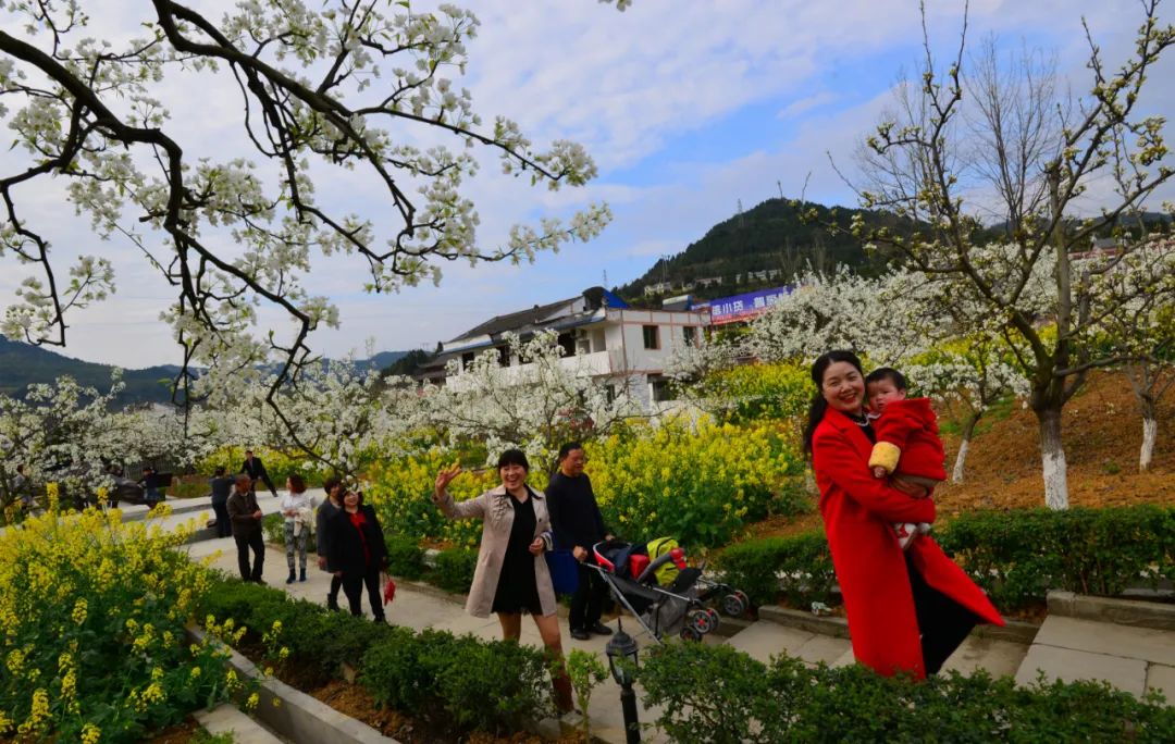 梦里梨花苍溪赏梨花目的地之梨文化博览园